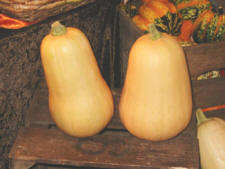 Butternut Squash